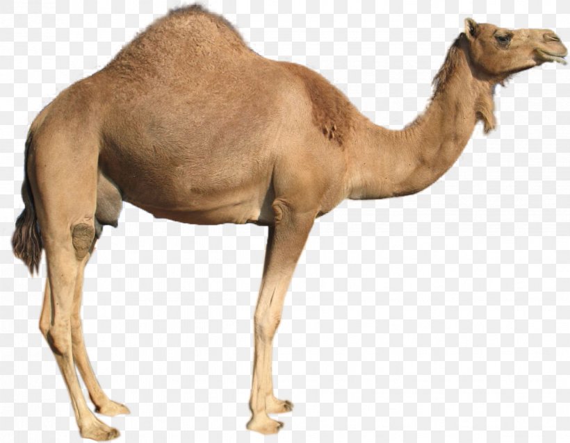 Dromedary Camel, PNG, 1223x952px, Dromedary, Animal Figure, Arabian Camel, Bactrian Camel, Camel Download Free