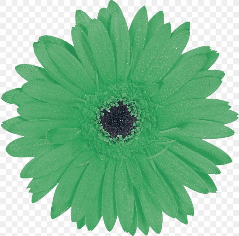 Igelball Green Photography Inside, PNG, 1099x1086px, Igelball, Chartreuse, Daisy Family, Engineering, Flower Download Free