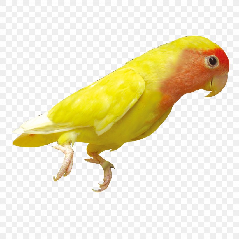 Parrot Parrot Bird Clip Art, PNG, 2200x2200px, Parrot, Animal, Beak, Bird, Common Pet Parakeet Download Free