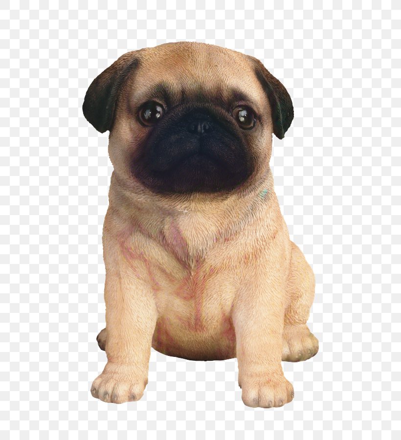 Pug Puppy Dog Breed Companion Dog Toy Dog, PNG, 648x900px, Pug, Ancient Dog Breeds, Breed, Canidae, Carnivore Download Free