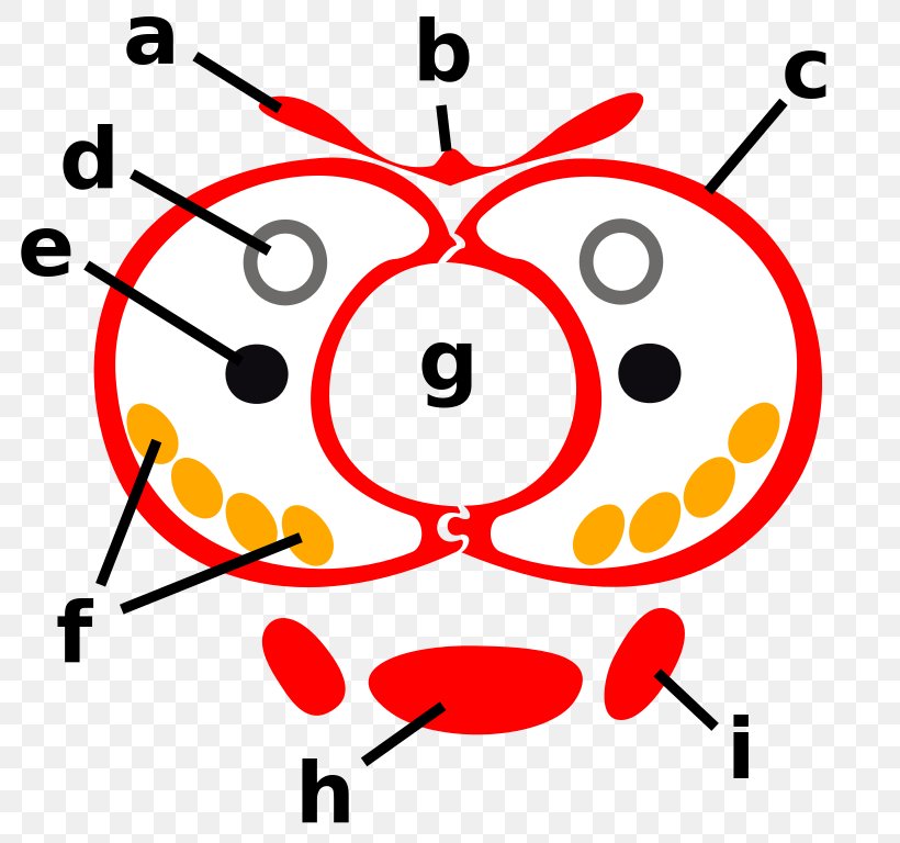 Smiley Function Composition Angle Clip Art, PNG, 800x768px, Smiley, Area, Area M, Function, Function Composition Download Free