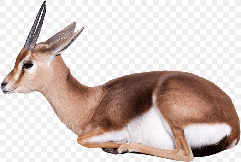 Antelope Dorcas Gazelle Stock Photography, PNG, 1061x718px, Antelope, Bovid, Cow Goat Family, Dama Gazelle, Dorcas Download Free