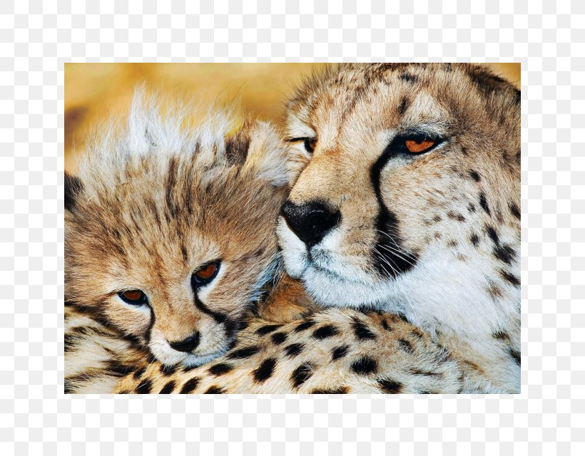 Cheetah Lion Leopard Red-billed Oxpecker African Buffalo, PNG, 640x640px, Cheetah, Acinonyx, African Buffalo, Animal, Big Cat Download Free