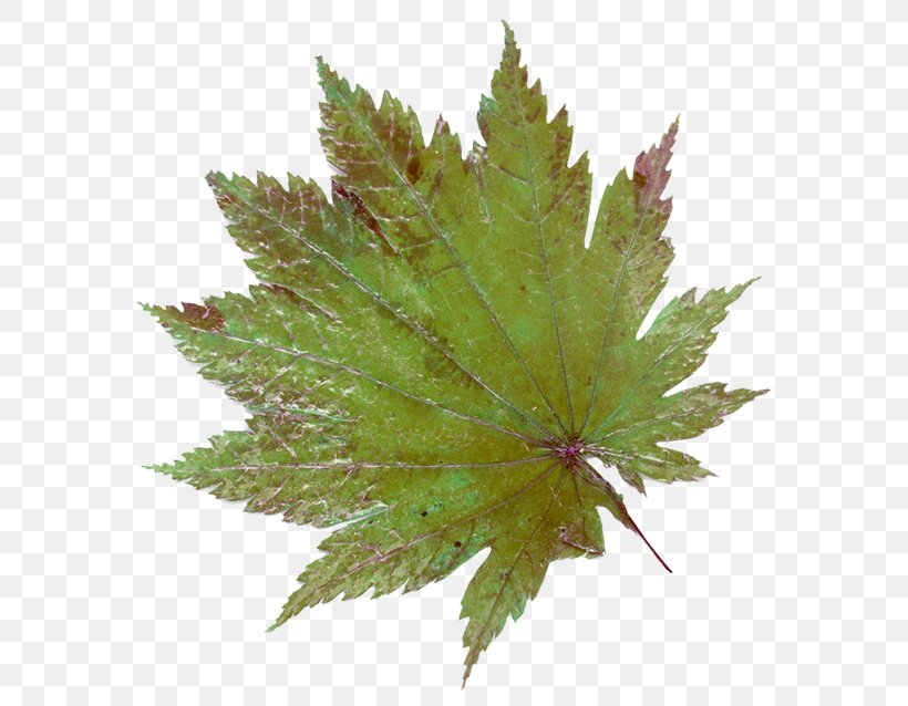 Maple Leaf Red Maple Clip Art, PNG, 600x638px, Leaf, Green, Maple, Maple Leaf, Plant Download Free