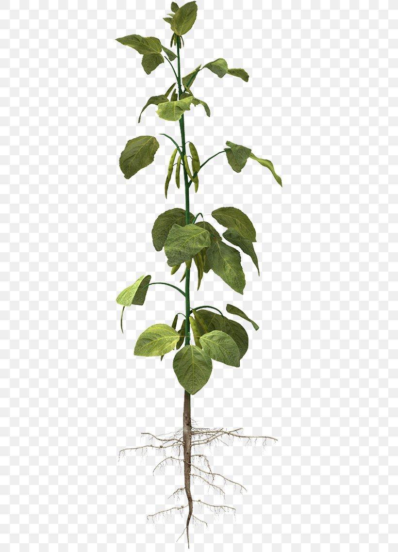 Nutrient Soybean Plant Nutrition Legume, PNG, 377x1138px, Nutrient, Branch, Calcium, Chrysanthemum, Crop Download Free