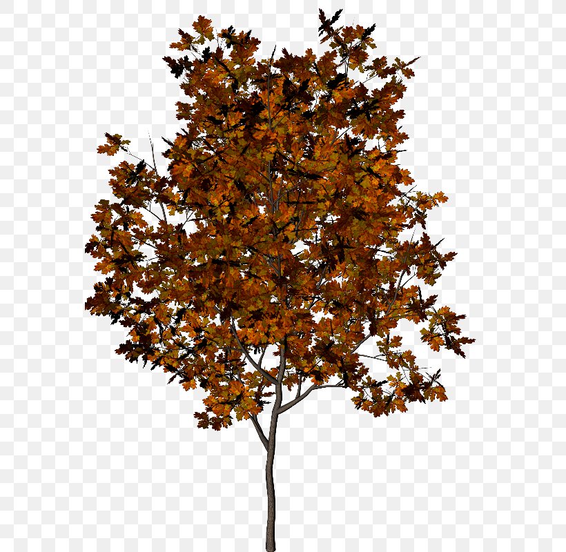 Tree Autumn Leaf Pinus Halepensis, PNG, 600x800px, Tree, Autumn, Branch, Collage, Deciduous Download Free