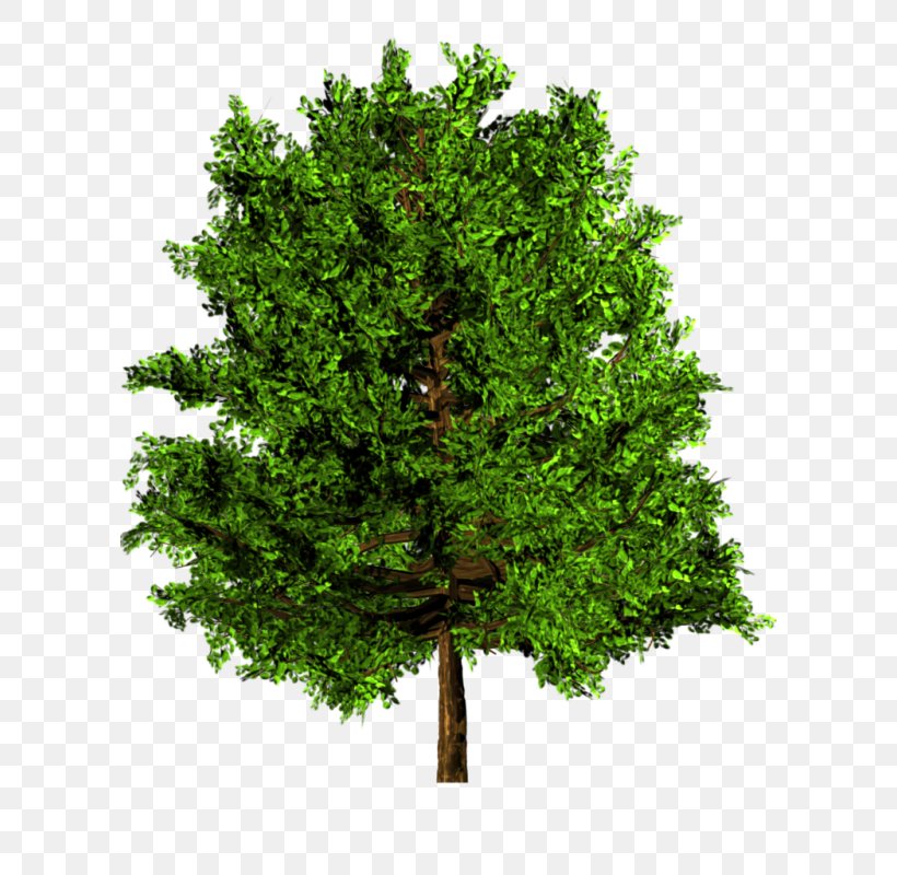 Tree Maple English Oak Arecaceae, PNG, 600x800px, Tree, Arecaceae, Branch, Elm, English Oak Download Free