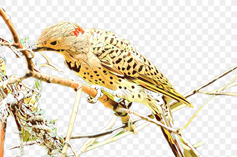 Bird Beak Falconiformes, PNG, 2452x1632px, Bird, Beak, Falconiformes Download Free
