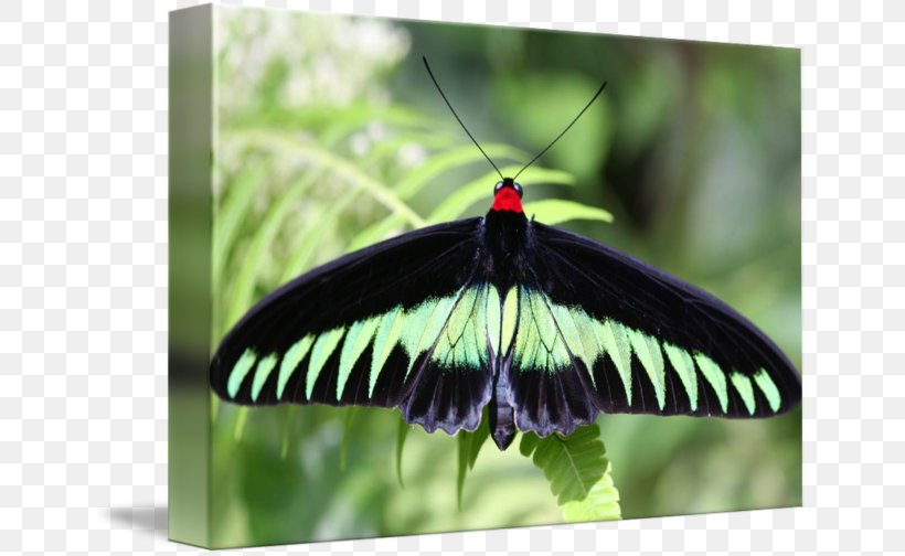 Brush-footed Butterflies Gossamer-winged Butterflies Moth Butterfly Leaf, PNG, 650x504px, Brushfooted Butterflies, Arthropod, Brush Footed Butterfly, Butterfly, Fauna Download Free