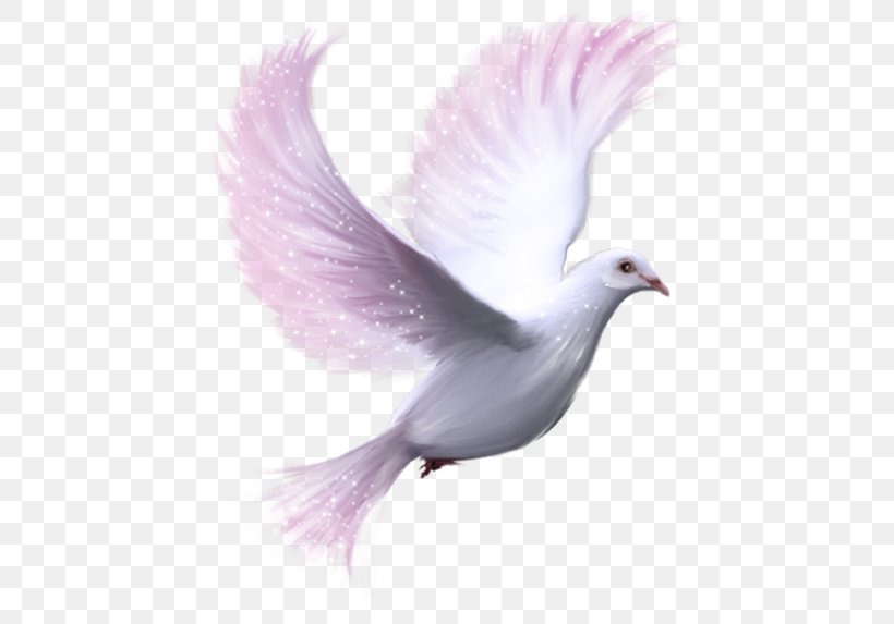Columbidae Release Dove Clip Art, PNG, 450x573px, Columbidae, Beak, Bird, Doves As Symbols, Feather Download Free
