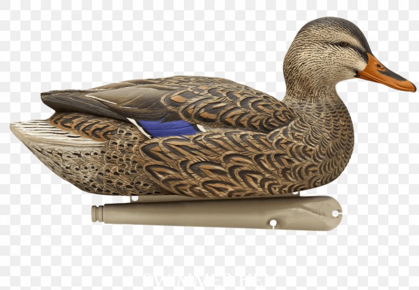 Mallard Duck Decoy Duck Decoy Open Water, PNG, 863x597px, Mallard, Beak, Bird, Common Pochard, Decoy Download Free
