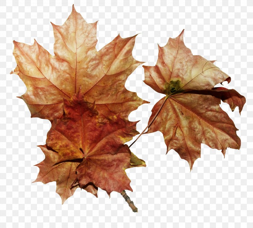 Maple Leaf Autumn, PNG, 2200x1980px, Leaf, Autumn, Bit, Deciduous, Maple Leaf Download Free