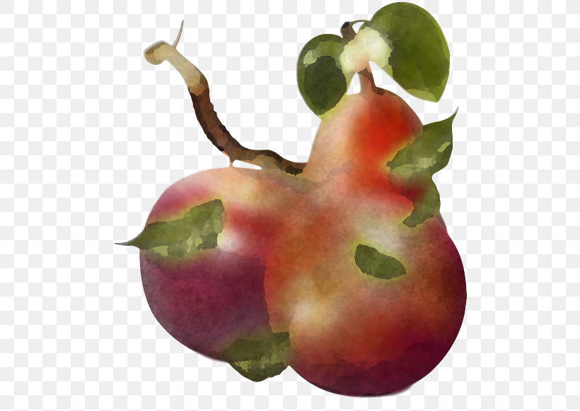 Natural Foods Plant Fruit Pear Accessory Fruit, PNG, 500x582px, Natural Foods, Accessory Fruit, Flower, Food, Fruit Download Free