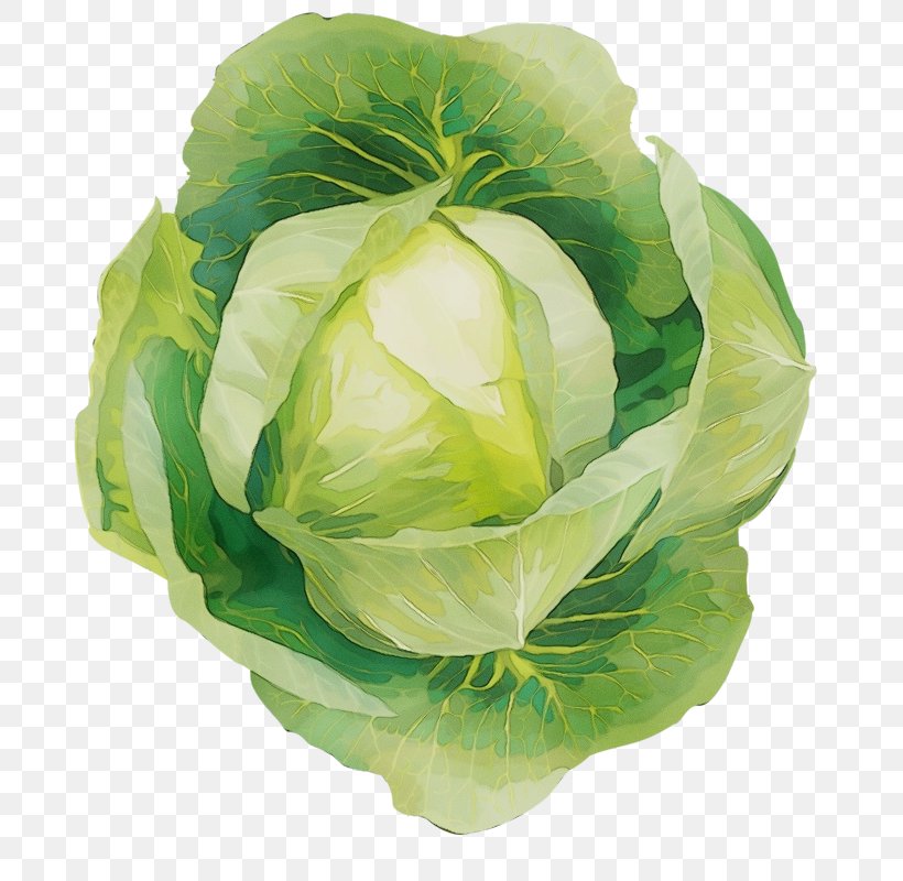 Cabbage Vegetable Flower Iceburg Lettuce Leaf Vegetable, PNG, 781x800px, Watercolor, Cabbage, Cruciferous Vegetables, Flower, Iceburg Lettuce Download Free