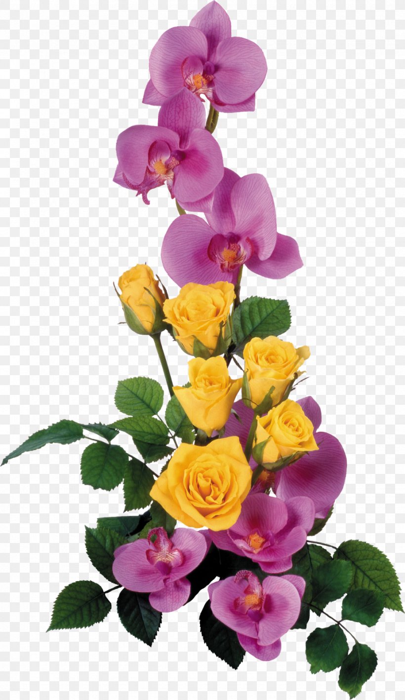 Garden Roses Flower, PNG, 925x1600px, Rose, Blue Rose, Cut Flowers, Floral Design, Floristry Download Free