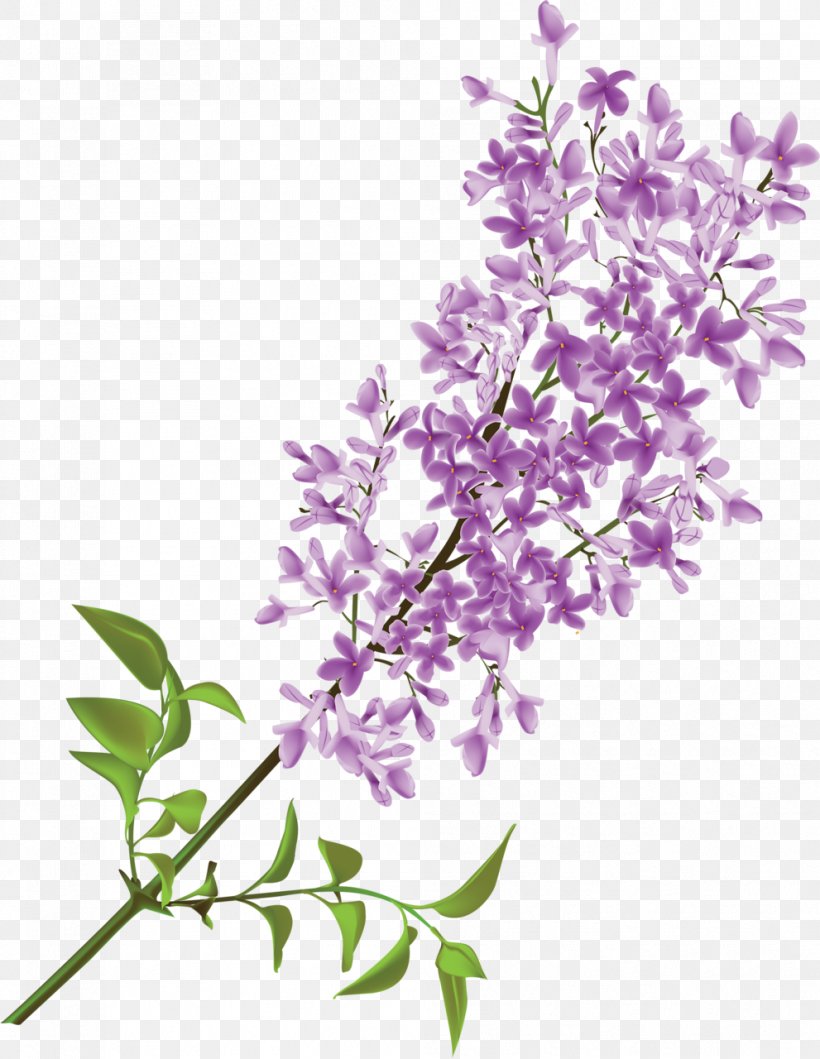 Lilac Flower Purple Clip Art, PNG, 991x1280px, Lilac, Blossom, Branch, Cut Flowers, Floral Design Download Free