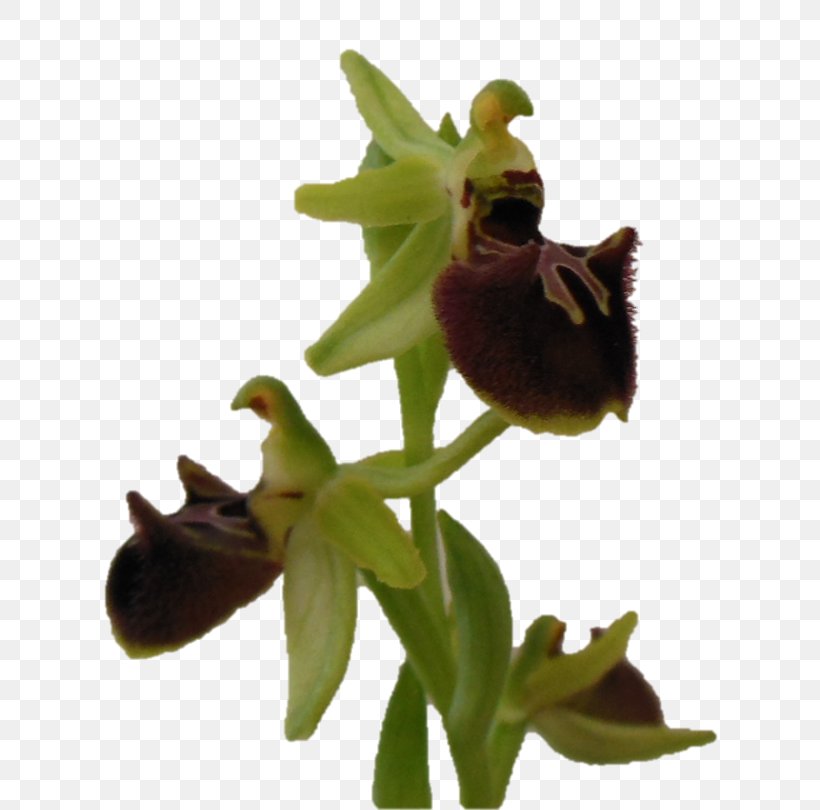 Ophrys Sphegodes Ophrys Araneola Flower Rosette, PNG, 772x810px, Flower, Bulb, Digital Cameras, Flowering Plant, Ophrys Download Free