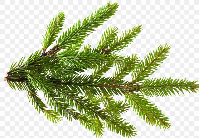 Pinus Contorta Branch Conifer Cone Tree Stock Photography, PNG, 1233x858px, Pinus Contorta, Biome, Branch, Christmas Tree, Conifer Download Free