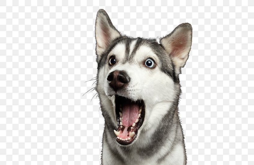 Siberian Husky Puppy Dog Sled Dog Breed Dog Training, PNG, 800x533px, Siberian Husky, Alaskan Klee Kai, Alaskan Malamute, Breed, Canadian Eskimo Dog Download Free