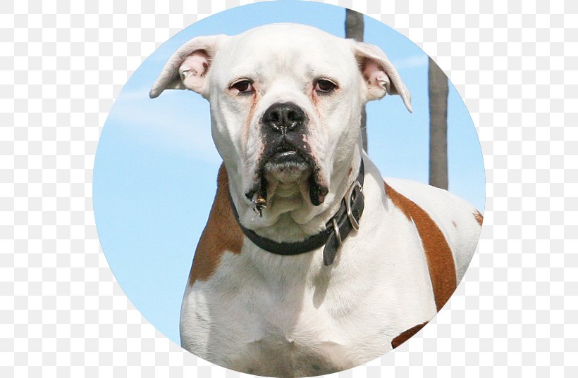 American Bulldog Valley Bulldog Olde English Bulldogge American Pit Bull Terrier, PNG, 558x537px, American Bulldog, Actor, American Pit Bull Terrier, Breed, Bull Terrier Download Free