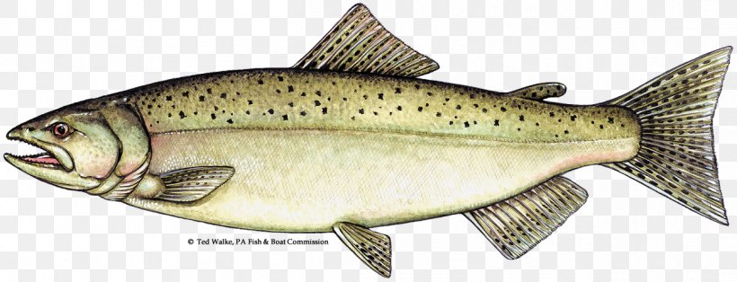 Chinook Salmon Salmonids Atlantic Salmon Trout, PNG, 1256x482px, Chinook Salmon, Animal Figure, Atlantic Salmon, Bony Fish, Chum Salmon Download Free