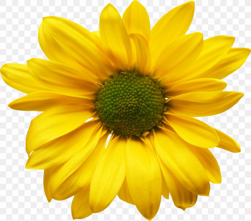 Flower Yellow Clip Art, PNG, 1600x1410px, Flower, Annual Plant, Chrysanths, Common Sunflower, Cut Flowers Download Free