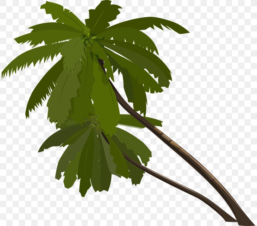 Arecaceae Clip Art, PNG, 810x720px, Arecaceae, Branch, Diagram, Drawing, Hemp Download Free