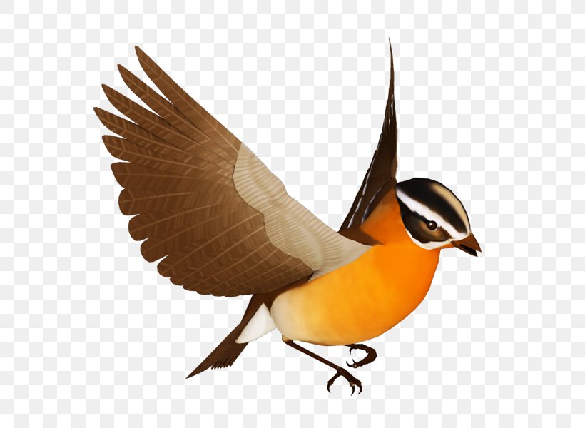 Bird Cygnini Clip Art, PNG, 600x600px, Bird, Animal, Beak, Blog, Cygnini Download Free