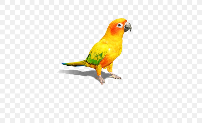 Budgerigar Amazon Parrot Lovebird Macaw, PNG, 548x500px, Budgerigar, Amazon Parrot, Beak, Bird, Color Download Free