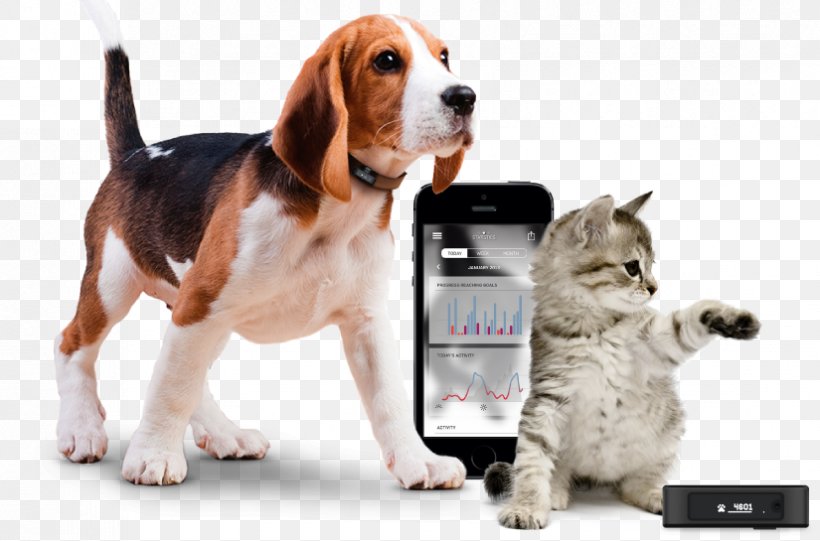 Cat Dog Pet Global Positioning System Activity Tracker, PNG, 825x545px, Cat, Activity Tracker, Beagle, Cat Like Mammal, Collar Download Free