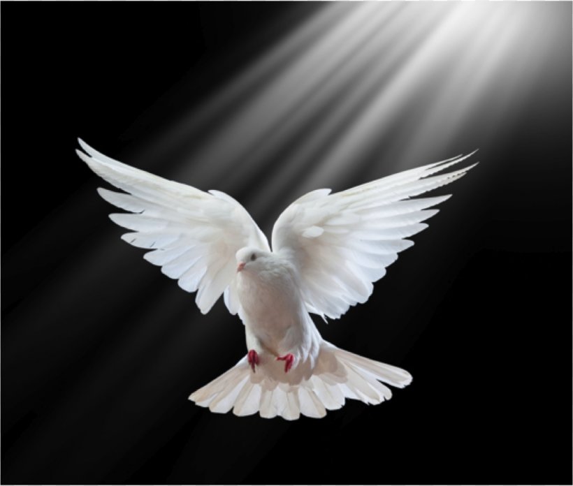 Columbidae Holy Spirit In Christianity Doves As Symbols, PNG, 1126x957px, Columbidae, Baptism, Baptism Of Jesus, Beak, Bird Download Free