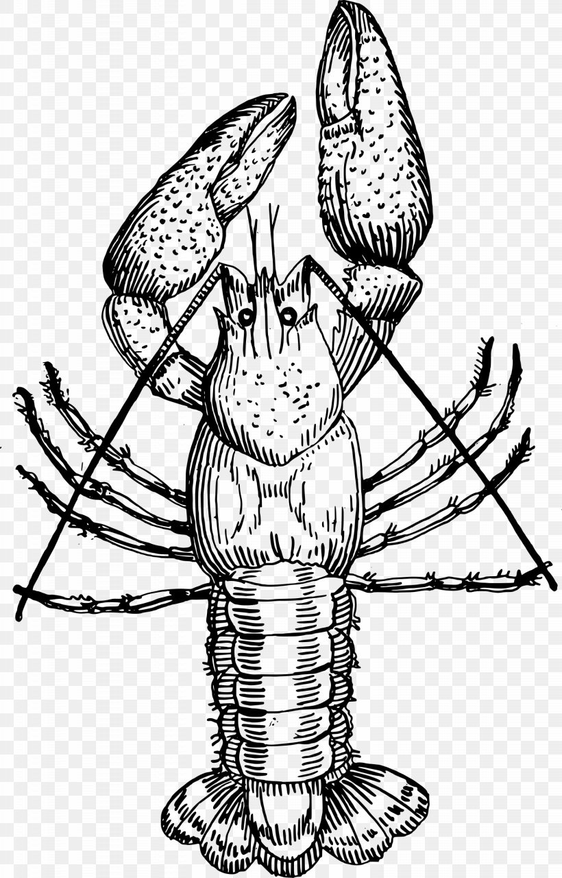 Crayfish Drawing Clip Art, PNG, 1537x2400px, Crayfish, Art, Artwork, Black And White, Decapoda Download Free