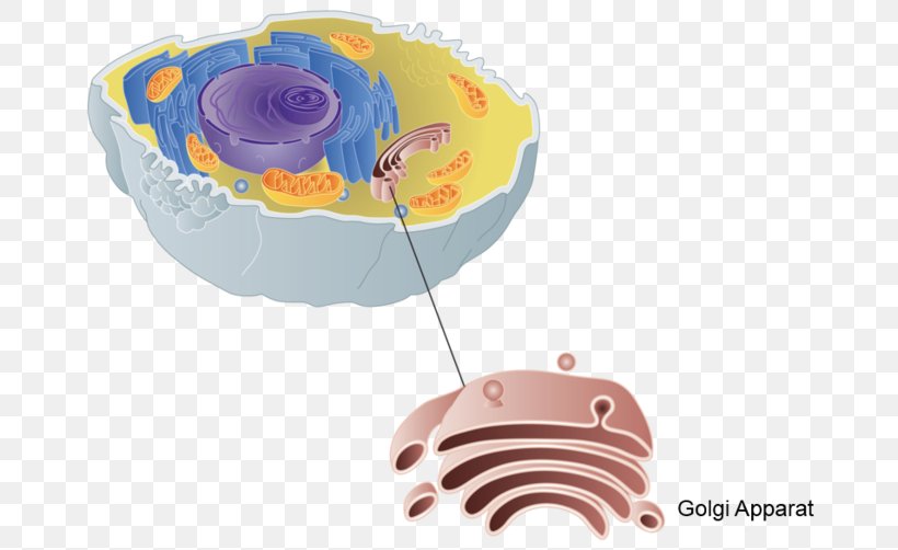 Golgi Apparatus X-inactivation X Chromosome Cell Biology, PNG, 686x502px, Golgi Apparatus, Biology, Cell, Cell Membrane, Endomembrane System Download Free