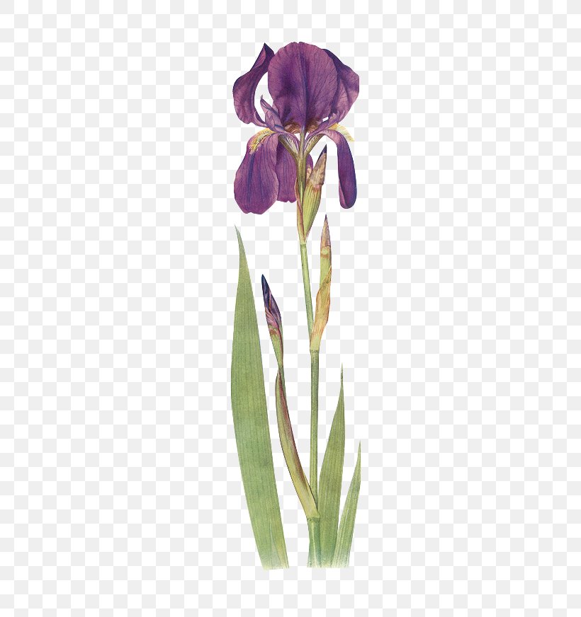Iris Chrysographes Iris Fulva Iris Bulleyana Iris Clarkei Iris Orientalis, PNG, 534x872px, Plant, Botanical Illustration, Botany, Cut Flowers, Drawing Download Free