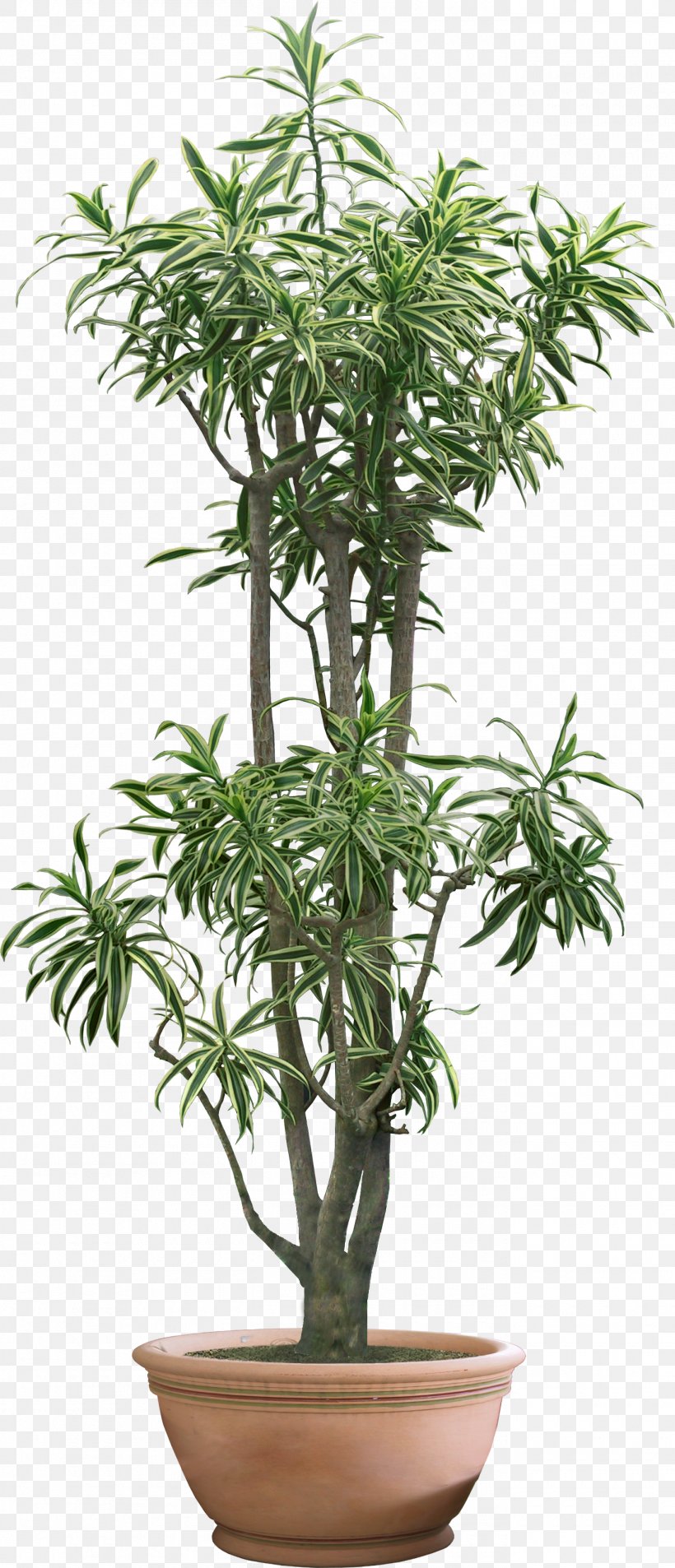 Tree Bamboo Houseplant Penjing Bonsai, PNG, 1360x3162px, Tree, Bamboo, Bonsai, Dracaena, Dracaena Reflexa Download Free