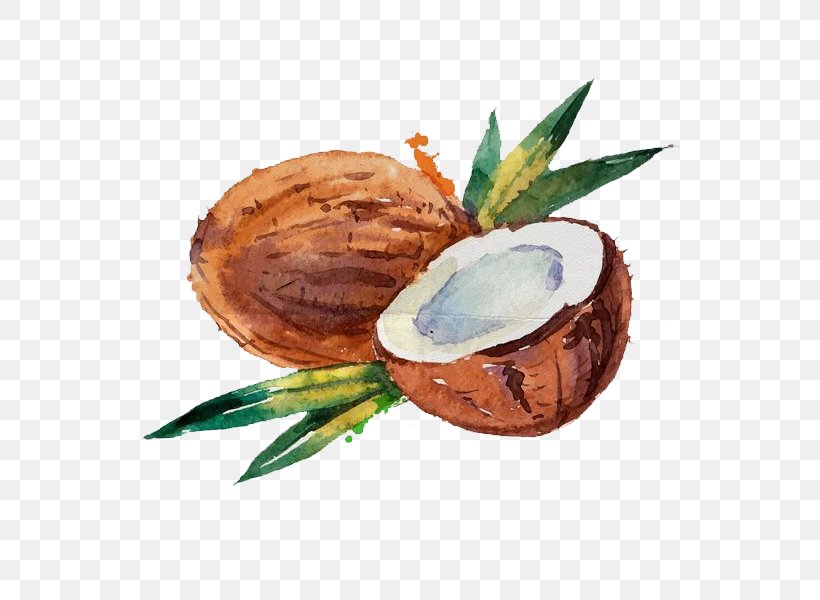 Coconut Water Coconut Milk Watercolor Painting, PNG, 600x600px, Coconut Water, Art, Coconut, Coconut Milk, Drawing Download Free