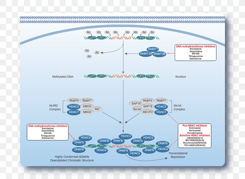 DNA Methylation Genome Chromatin, PNG, 800x600px, Dna Methylation, Biotechnology, Brand, Chromatin, Conformational Isomerism Download Free