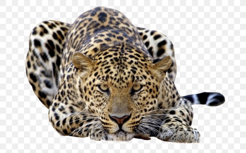 Felidae Amur Leopard Javan Leopard Lion, PNG, 1024x640px, Felidae, Amur Leopard, Animal, Big Cat, Big Cats Download Free