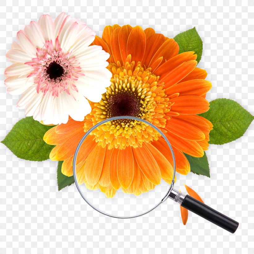 Paper, PNG, 1000x1000px, Paper, Calendula, Cut Flowers, Daisy, Daisy Family Download Free