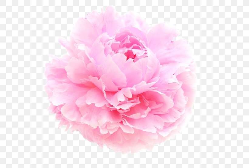 Peony Vase Flower, PNG, 600x553px, Peony, Art, Artist, Carnation, Cut Flowers Download Free