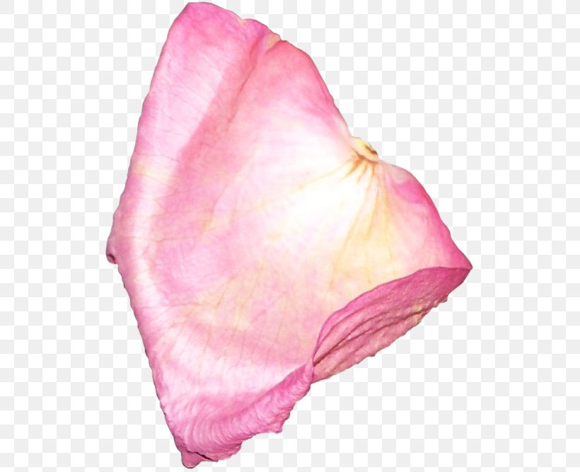 Petal Flower Clip Art, PNG, 531x667px, Petal, Beach Rose, Flower, Magenta, Peach Download Free