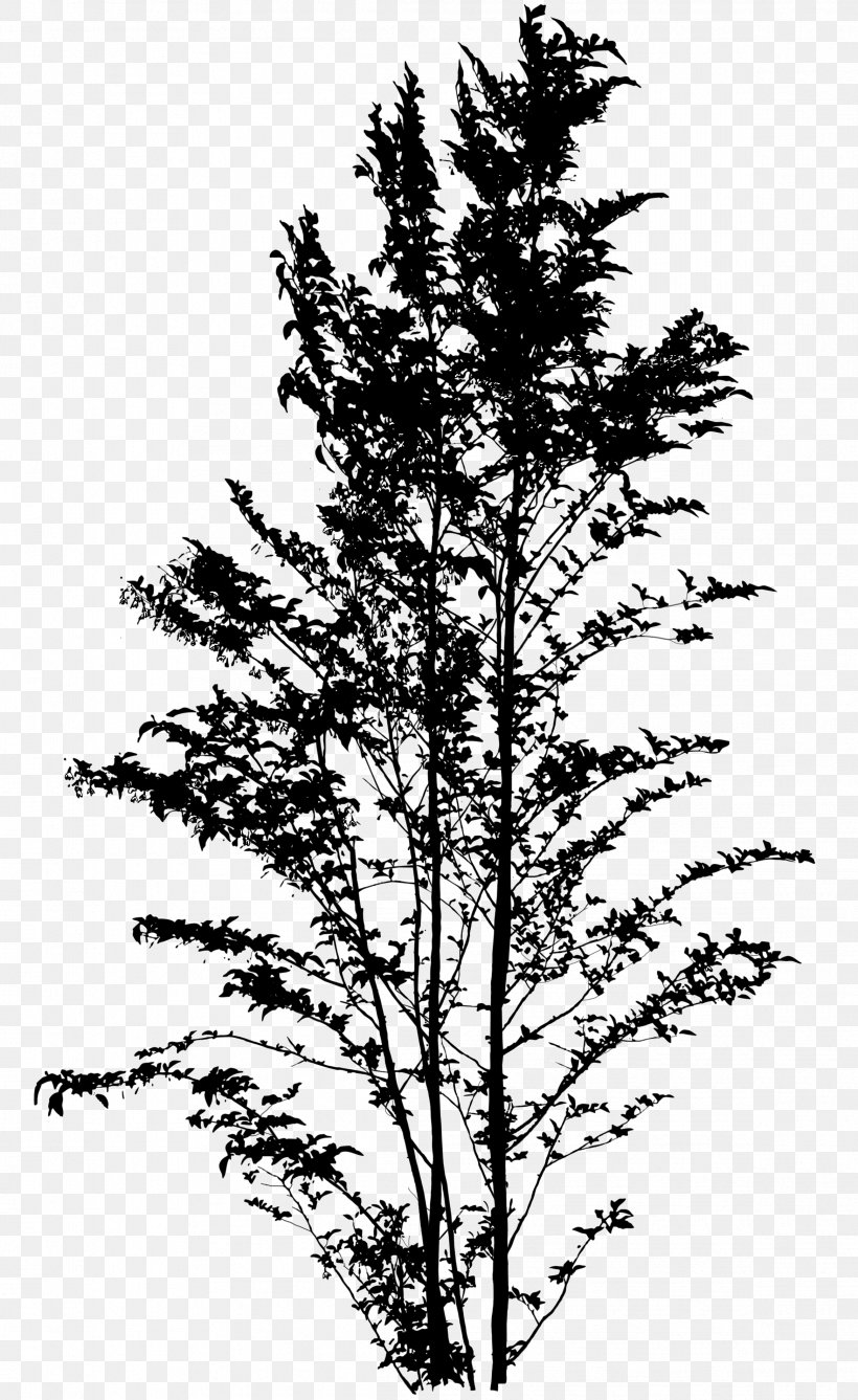Spruce Japanese Snowbell Tree Silhouette Larch, PNG, 2336x3810px, Spruce, Black And White, Branch, Conifer, Evergreen Download Free