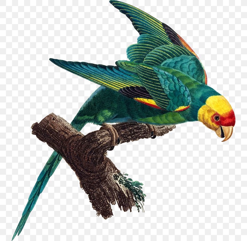 The Carolina Parakeet: America's Lost Parrot In Art And Memory The Carolina Parakeet: Glimpses Of A Vanished Bird The Carolina Parakeet: America's Lost Parrot In Art And Memory, PNG, 744x800px, Parrot, Aviary, Beak, Bird, Carolina Parakeet Download Free