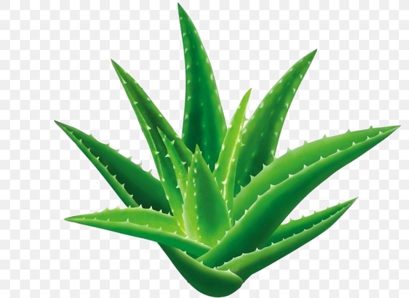 Aloe Vera Seed Aloe Emodin Gel Extract, PNG, 796x597px, Aloe Vera, Aloe, Aloe Emodin, Aloin, Chlorophytum Comosum Download Free