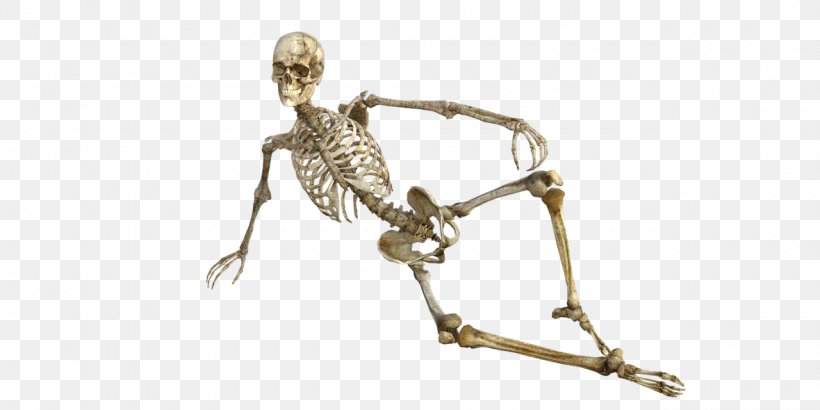 Bone Human Skeleton Osteoporosis Human Body, PNG, 1280x640px, Bone, Anatomy, Bone Fracture, Bone Health, Dental Implant Download Free