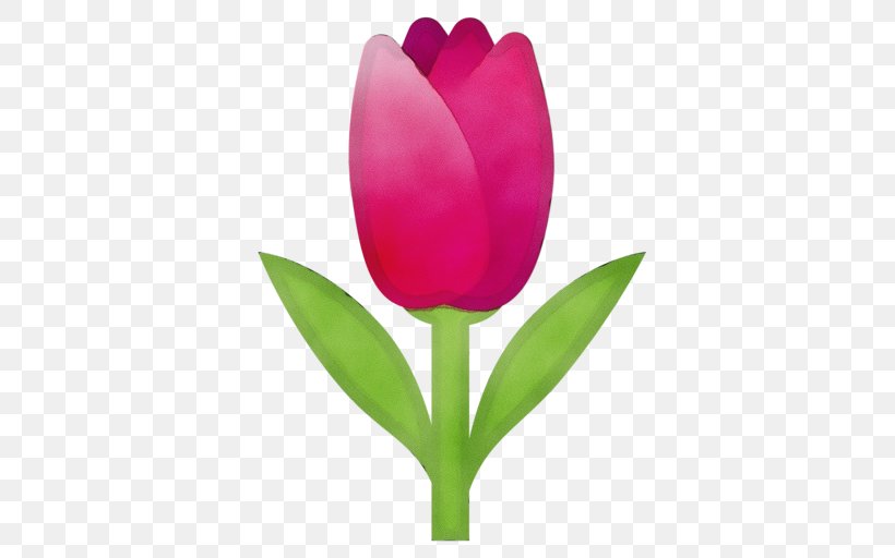 Flowering Plant Tulipa Humilis Flower Tulip Petal, PNG, 512x512px, Watercolor, Bud, Flower, Flowering Plant, Lady Tulip Download Free