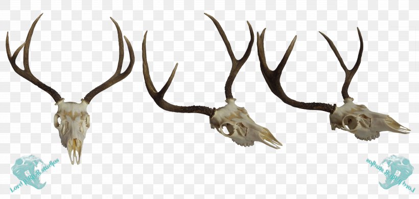 White-tailed Deer Elk Mule Deer Antler, PNG, 5100x2420px, Deer, Animal, Antelope, Antler, Art Download Free