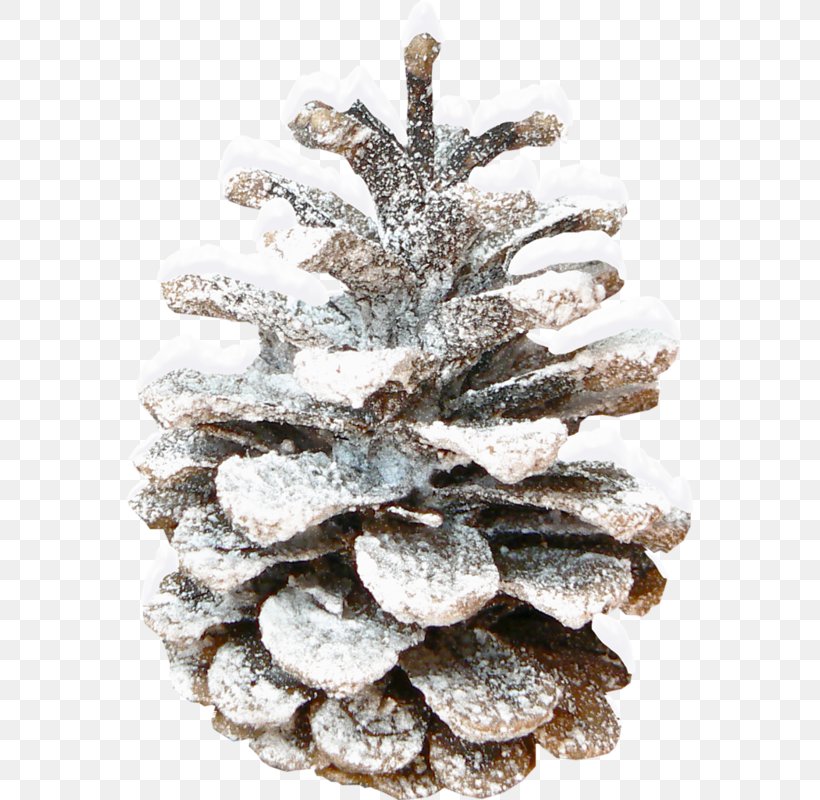 Fir Conifer Cone Pine Clip Art, PNG, 568x800px, Fir, Branch, Christmas, Christmas Decoration, Christmas Ornament Download Free
