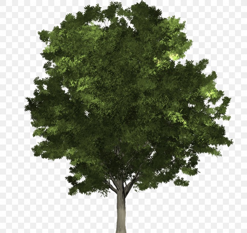 Fraxinus Pennsylvanica Tree Structure Northern Red Oak Lindens, PNG, 1080x1020px, Fraxinus Pennsylvanica, Arborist, Ash, Branch, Evergreen Download Free