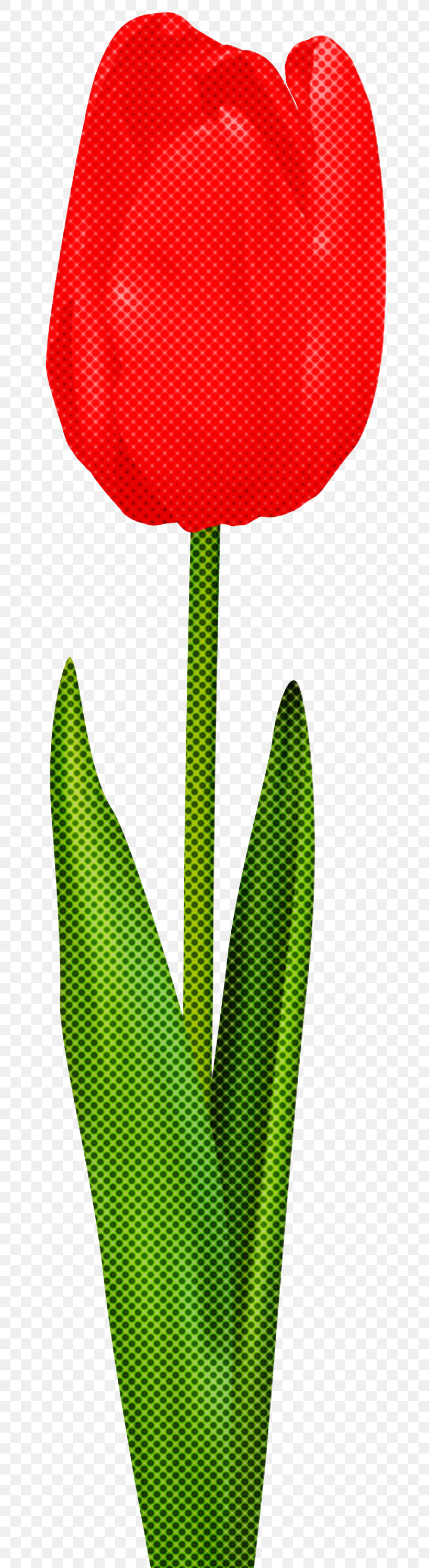 Green Leaf Plant Flower Anthurium, PNG, 723x2999px, Green, Anthurium, Flower, Leaf, Plant Download Free